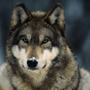 black-wolf