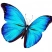 butterfly_ag