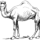 camel_case