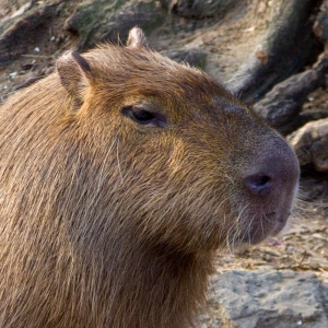 capybara_