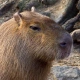 capybara_