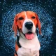 crypto-beagle
