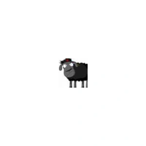 czarna-owca