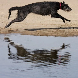 deerhound