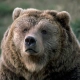 grizzly-man