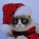 grumpy_