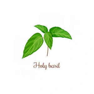 holy_basil