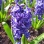 hyacinthus