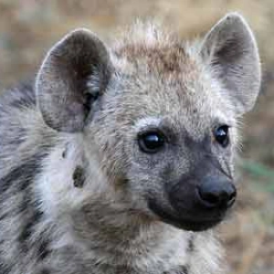 hyena_