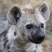 hyena_