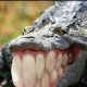 karzel-aligator