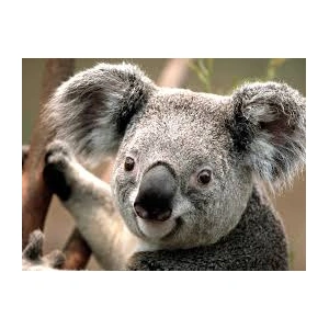 koalaaa