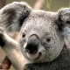 koalaaa