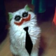 kot_w_krawacie