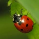ladybug1267