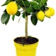 lemon_tree