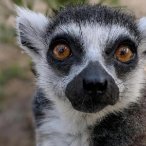 lemur13