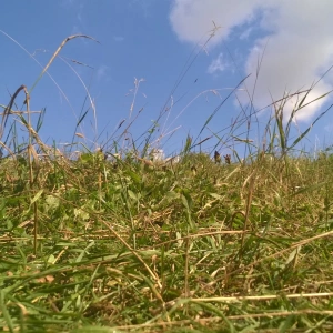 leniwiec-na-trawie