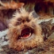 mad_fizgig