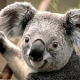 misia-koala