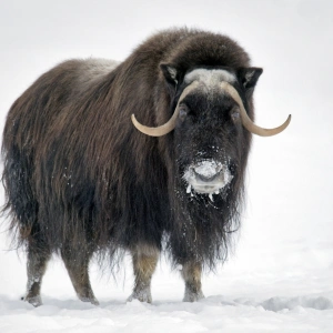 muskox