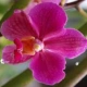 orchidea33