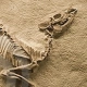 paleontolog