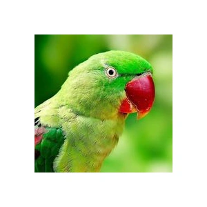 parrots-polly