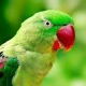 parrots-polly