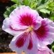 pelargonia999