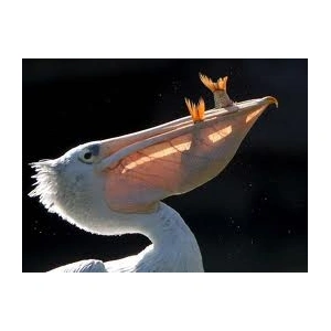pelikan_wojenny
