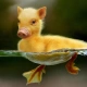 piggyduck