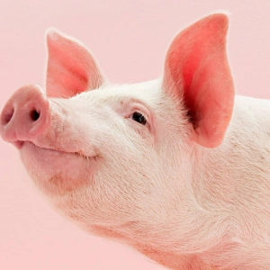 pink_pig