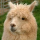 psychoalpaca