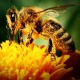 pszczelarz