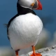 puszysty_puffin