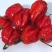 redhabanero