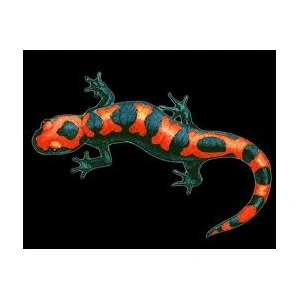 salamandra18