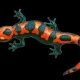 salamandra18