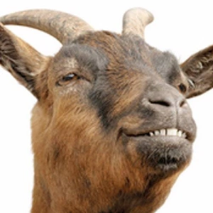 silly_goat