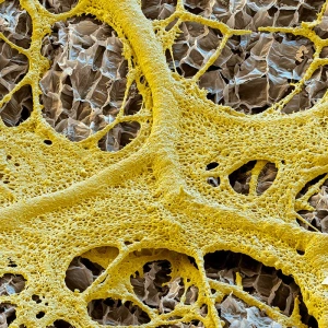 slime_mold