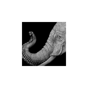 slonikart