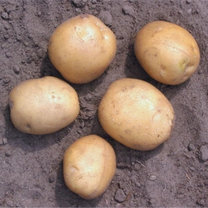 solanum_tuberosum