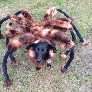 spider_dog