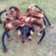 spider_dog