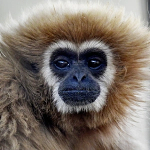 thegibbon