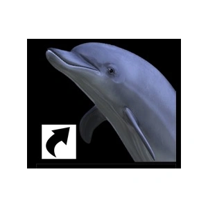 trustmeajmdolphin