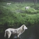 wolf_in_the_forest
