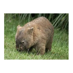 wombatlbn