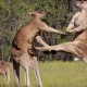 zakazany-kangur